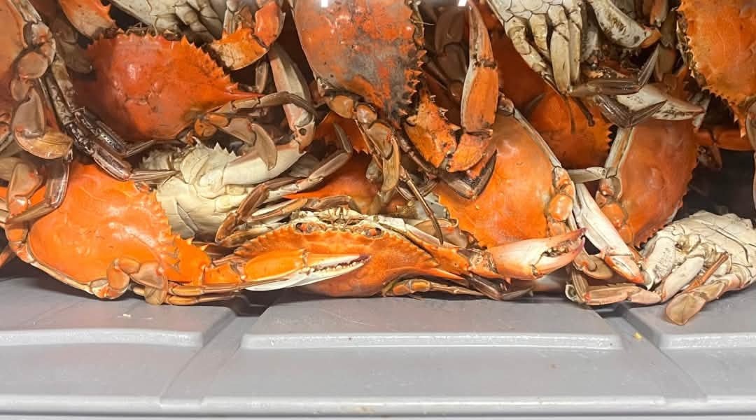 SO90 DAQS & SACKS: boiled crabs in a tray