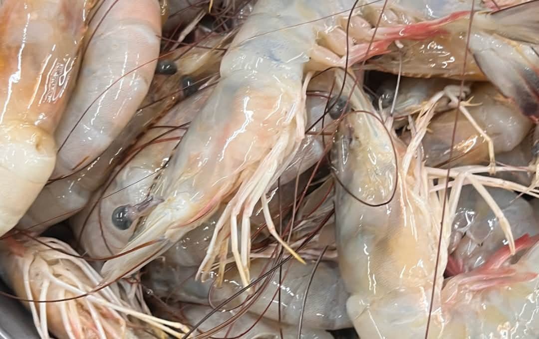 SO90 DAQS & SACKS: fresh head-on shrimp