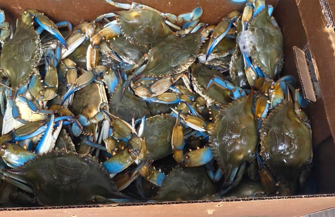 SO90 DAQS & SACKS: a box of live blue crabs