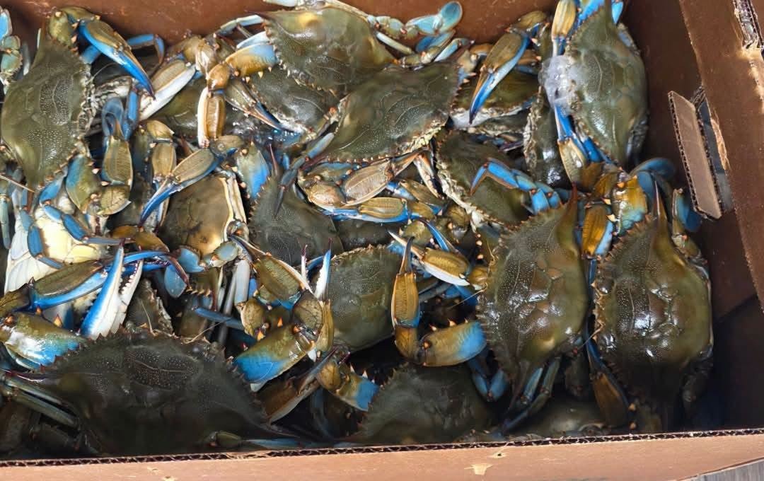 SO90 DAQS & SACKS: live crabs ready to go